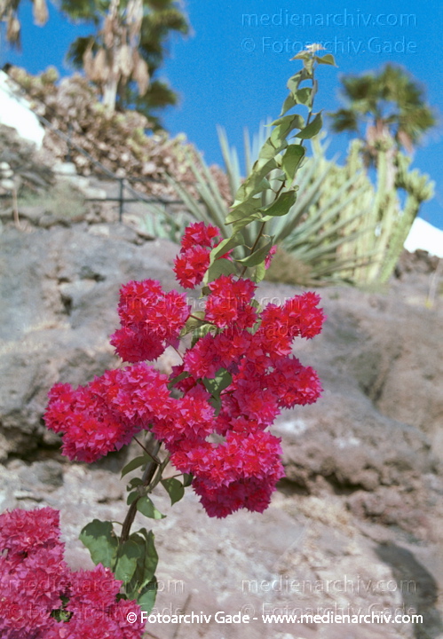 Pflanzen. Bougainvillea
2001. Fuerteventura. Pflanzen. Flora. Bougainvillea
Schlüsselwörter: Blumen;Blüte;Bougainvillea;canary islands;Flora;Fuerteventura;Kanarische Inseln;Natur;Pflanze;Pflanzen;plants;spain;Spanien;Strauch;2001;Blume;Sträucher