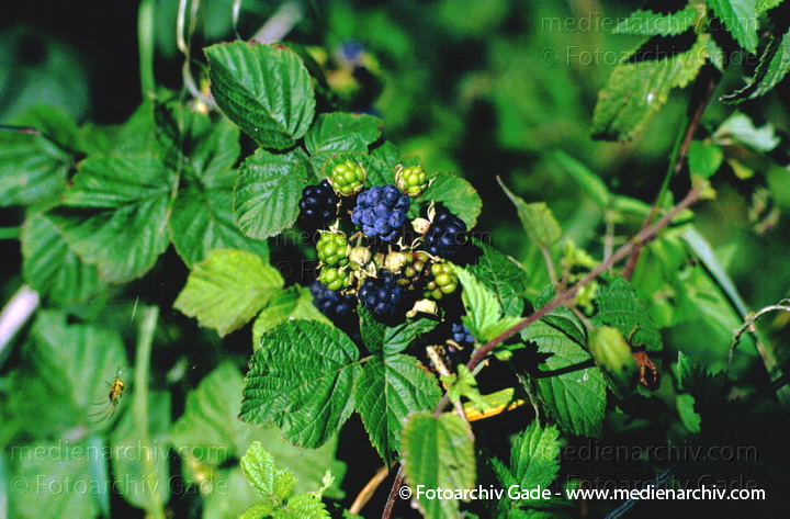 1994.  Mecklenburg-Vorpommern. Flora. Pflanzen. Strauch. Sträucher. Obst. Brombeeren am Zweig (Rubus fruticosus).
Schlüsselwörter: Deutschland;Flora;Mecklenburg-Vorpommern;Natur;Obst;Pflanzen;plants;Strauch;1994;Brombeere;Sträucher