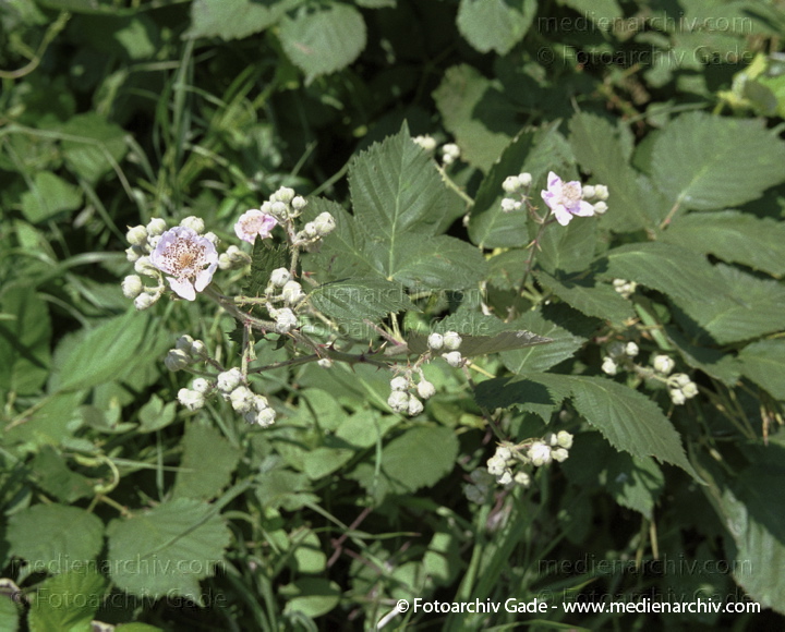 Brombeere. Rubus spec. 
Juli 2001.  Mecklenburg-Vorpommern. Fischland. Flora. Pflanzen. Strauch. Sträucher. Brombeere (Rubus spec.).   Rosengewächse (Rosaceae). Weisse Blüten.
Schlüsselwörter: Deutschland;Flora;Mecklenburg-Vorpommern;Natur;Pflanzen;plants;Strauch;2001;Brombeere;Sträucher