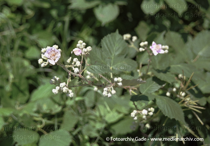 Brombeere. Rubus spec. 
Juli 2001.  Mecklenburg-Vorpommern. Fischland. Flora. Pflanzen. Strauch. Sträucher. Brombeere (Rubus spec.).   Rosengewächse (Rosaceae). Weisse Blüten.
Schlüsselwörter: Deutschland;Flora;Mecklenburg-Vorpommern;Natur;Pflanzen;plants;Strauch;2001;Brombeere;Sträucher