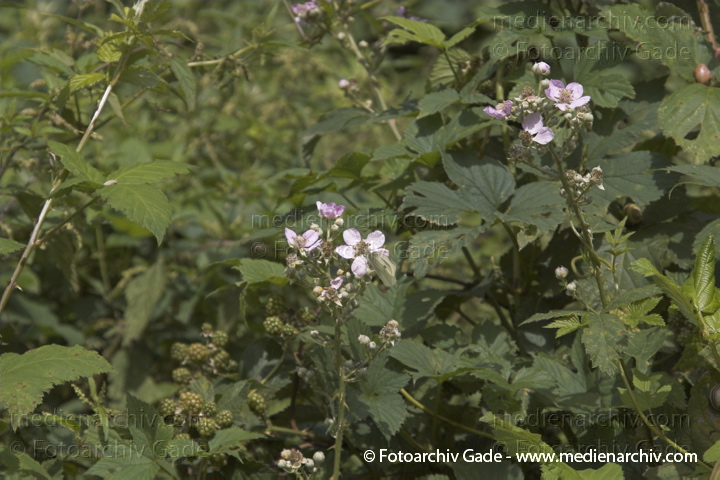 Brombeere. Rubus fruticosus agg. 
Juli 2005. Berlin. Flora. Pflanzen. Brombeere (Rubus fruticosus agg.).   Rosengewächse (Rosaceae).
Schlüsselwörter: Flora;Natur;Pflanzen;plants;Strauch;Berlin;Blüten;Sträucher
