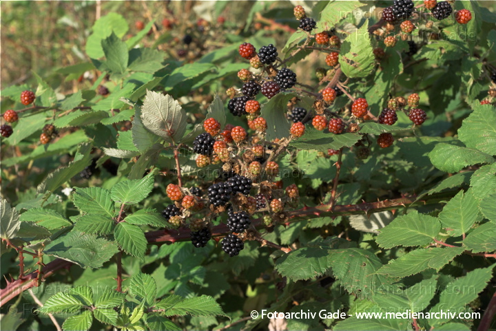 25. 7. 2009. Flora.  Pflanzen. Strauch. Sträucher. Brombeeren
Schlüsselwörter: Flora;Frucht;Früchte;Natur;Pflanzen;plants;Strauch;2009;Brombeeren;Sträucher
