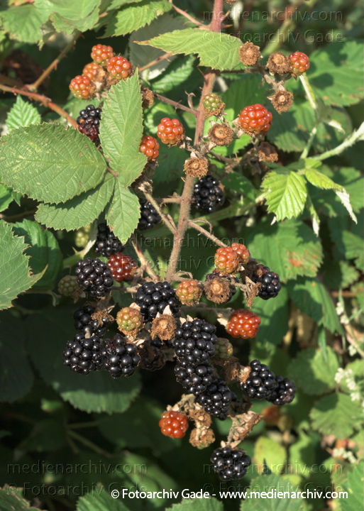 25. 7. 2009. Flora.  Pflanzen. Strauch. Sträucher. Brombeeren
Schlüsselwörter: Flora;Frucht;Früchte;Natur;Pflanzen;plants;Strauch;2009;Brombeeren;Sträucher