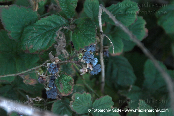 25. 6. 2009. Flora. Pflanzen. Strauch. Brombeeren
Schlüsselwörter: Insel;Mecklenburg-Vorpommern;Natur;Pflanzen;plants;Rügen;Strauch;2009;Flora;Sträucher