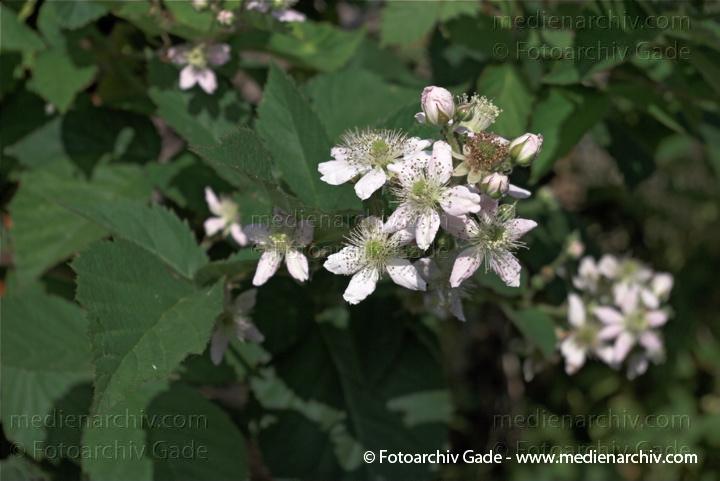 1. 7. 2010. Mecklenburg-Vorpommern. Carwitz. Flora. Pflanzen. Strauch. Sträucher. Brombeeren. Blüten.
Schlüsselwörter: Brombeeren;Carwitz;Feldberger Seenlandschaft;Flora;Mecklenburg-Vorpommern;Natur;Pflanzen;plants;Strauch;2010;Blüten;Sträucher