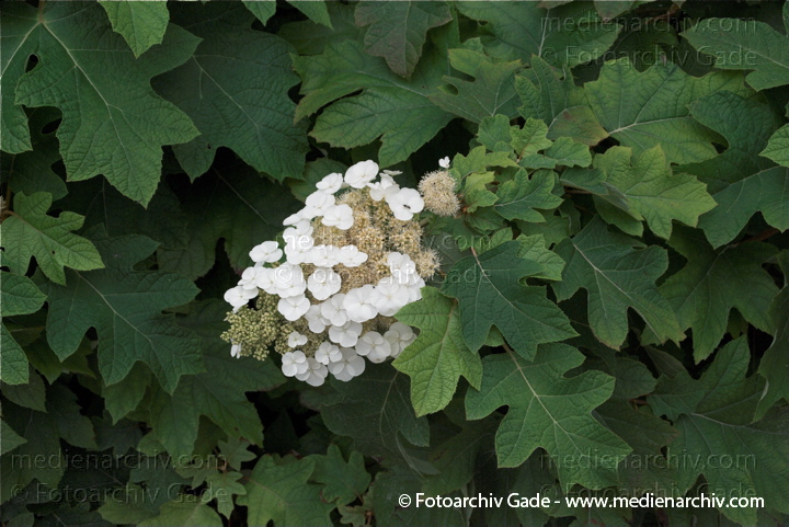 Eichenblättrige Hortensie (Hydrangea quercifolia) weisse Blüten
26.  07.2009. Flora. Pflanzen Strauch. Sträucher. Eichenblättrige Hortensie (Hydrangea quercifolia)
Schlüsselwörter: 2009;Blüte;Eichenblättrige Hortensie;Flora;Hydrangea quercifolia;Natur;Pflanzen;plants;Strauch;Sträucher