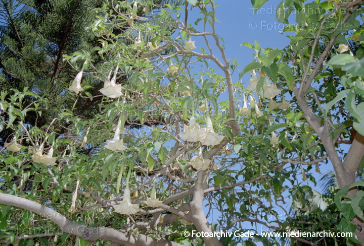 Februar 2002. Spanien. Andalusien. Costa del Sol. Almunecar. Flora. Pflanzen. Engelstrompeten (Brugmansia), Nachtschattengewächs
Schlüsselwörter: Andalusien;Brugmansia;Costa del Sol;Engelstrompeten;Flora;Nachtschattengewächs;Natur;Pflanzen;plants;Spain;Spanien;Strauch;2002;Almunecar;Sträucher