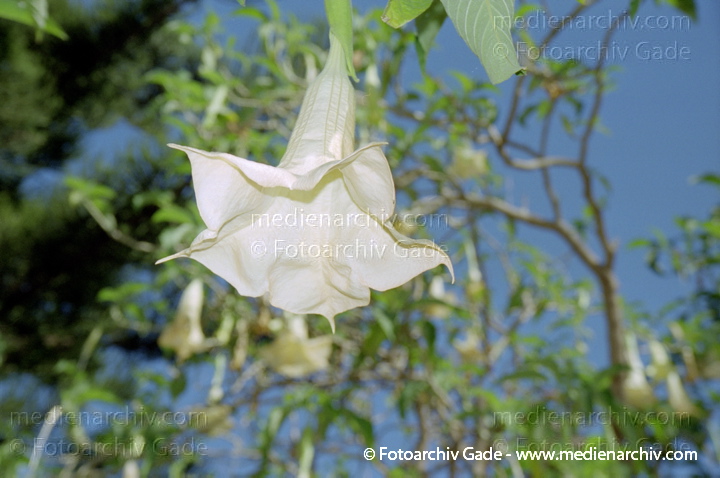 Februar 2002. Spanien. Andalusien. Costa del Sol. Almunecar. Flora. Pflanzen. Engelstrompeten (Brugmansia), Nachtschattengewächs
Schlüsselwörter: Andalusien;Brugmansia;Costa del Sol;Engelstrompeten;Flora;Nachtschattengewächs;Natur;Pflanzen;plants;Spain;Spanien;Strauch;2002;Almunecar;Sträucher