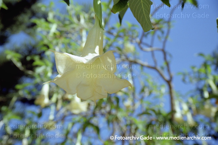 Februar 2002. Spanien. Andalusien. Costa del Sol. Almunecar. Flora. Pflanzen. Engelstrompeten (Brugmansia), Nachtschattengewächs
Schlüsselwörter: Andalusien;Brugmansia;Costa del Sol;Engelstrompeten;Flora;Nachtschattengewächs;Natur;Pflanzen;plants;Spain;Spanien;Strauch;2002;Almunecar;Sträucher