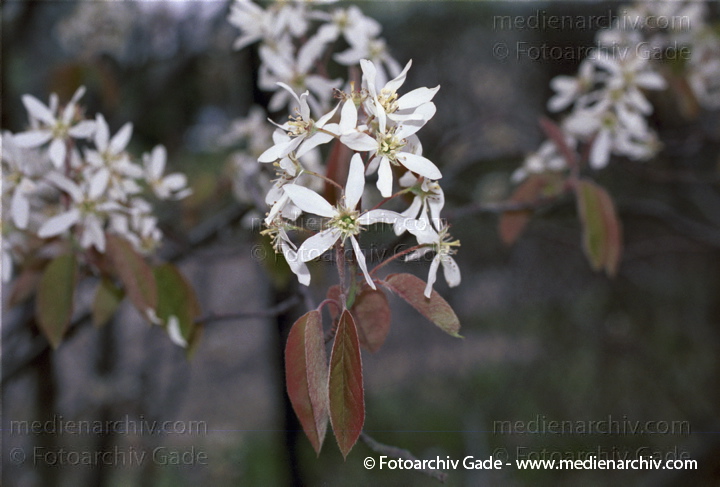 Kupfer-Felsenbirne. Amelanchier lamarckii
20. April 2002.  Berlin. Flora. Pflanzen. Strauch. Sträucher. Kupfer-Felsenbirne (Amelanchier lamarckii).   Rosengewächse (Rosaceae)
Schlüsselwörter: Berlin;Deutschland;Felsenbirne;Flora;Natur;Pflanzen;plants;Strauch;2002;Amelanchier ovalis;Sträucher