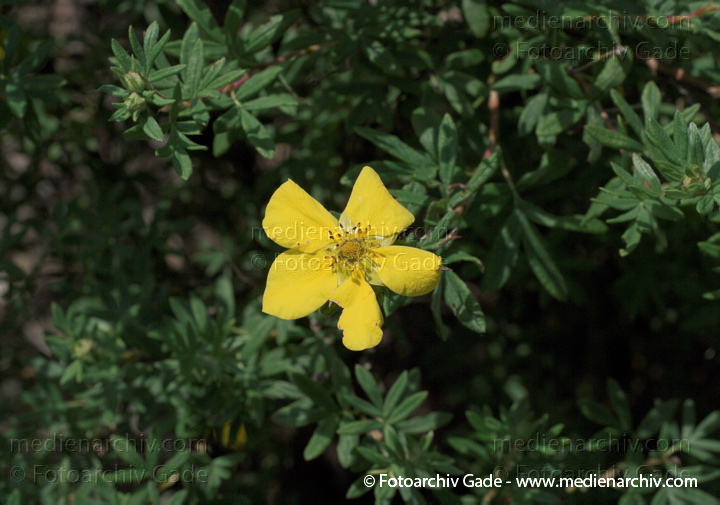 Fingerstrauch (Dasiphora fruticosa, Synonym: Potentilla fruticosa)
31. 5. 2009. Berlin. Berlin-Mitte. Wedding (Nordufer und Rehberge) Flora. Pflanzen. Blüten. Fingerstrauch (Dasiphora fruticosa. Synonym: Potentilla fruticosa)
Schlüsselwörter: 2009;Berlin;Blüten;Dasiphora fruticosa;Fingerstrauch;Flora;Natur;Pflanzen;plants;Potentilla fruticosa;Strauch;Sträucher