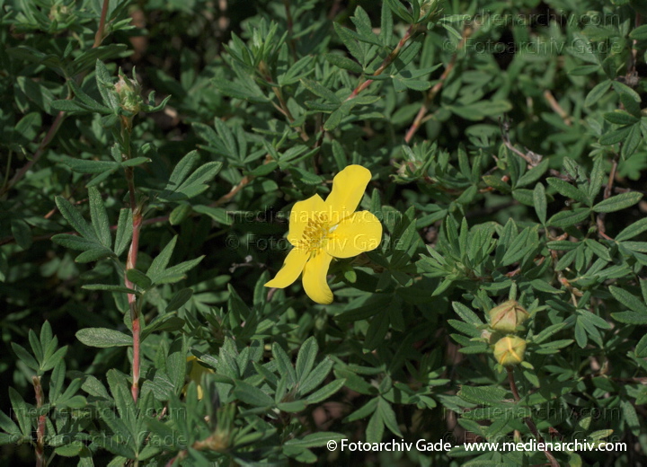 Fingerstrauch (Dasiphora fruticosa, Synonym: Potentilla fruticosa)
31. 5. 2009. Berlin. Berlin-Mitte. Wedding (Nordufer und Rehberge) Flora. Pflanzen. Blüten. Fingerstrauch (Dasiphora fruticosa. Synonym: Potentilla fruticosa)
Schlüsselwörter: 2009;Berlin;Blüten;Dasiphora fruticosa;Fingerstrauch;Flora;Natur;Pflanzen;plants;Potentilla fruticosa;Strauch;Sträucher