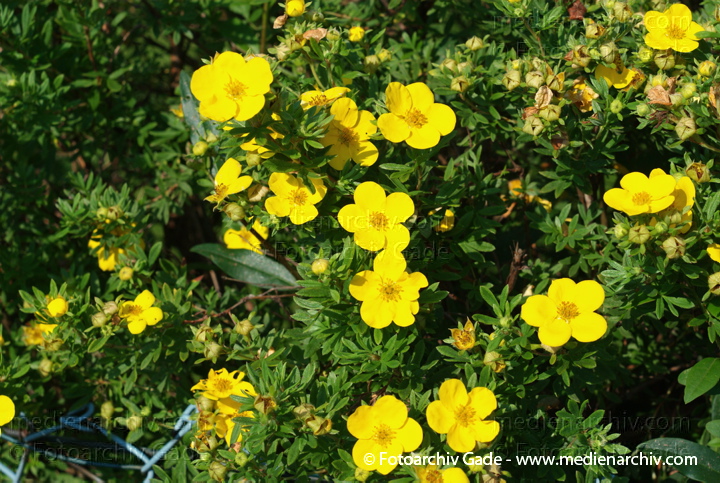 Fingerstrauch (Dasiphora fruticosa, Synonym: Potentilla fruticosa)
15. 7. 2007. Berlin. Flora. Pflanzen. Blüten. Fingerstrauch (Dasiphora fruticosa. Synonym: Potentilla fruticosa)
Schlüsselwörter: 2007;Berlin;Blüten;Dasiphora fruticosa;Fingerstrauch;Flora;Natur;Pflanzen;plants;Potentilla fruticosa;Strauch;Sträucher