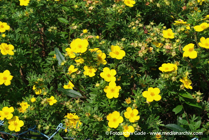 Fingerstrauch (Dasiphora fruticosa, Synonym: Potentilla fruticosa)
15. 7. 2007. Berlin. Flora. Pflanzen. Blüten. Fingerstrauch (Dasiphora fruticosa. Synonym: Potentilla fruticosa)
Schlüsselwörter: 2007;Berlin;Blüten;Dasiphora fruticosa;Fingerstrauch;Flora;Natur;Pflanzen;plants;Potentilla fruticosa;Strauch;Sträucher