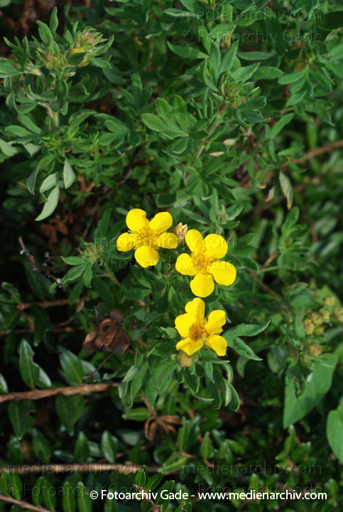 Fingerstrauch (Dasiphora fruticosa, Synonym: Potentilla fruticosa)
21. 7. 2007. Berlin. Flora. Pflanzen. Strauch. Sträucher. Gelbe Blüten. Fingerstrauch (Dasiphora fruticosa, Synonym: Potentilla fruticosa)
Schlüsselwörter: 2007;Berlin;Blüten;Dasiphora fruticosa;Fingerstrauch;Flora;gelbe;Natur;Pflanzen;plants;Potentilla fruticosa;Strauch;Sträucher