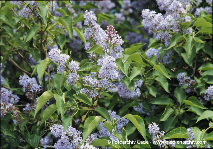 Mai 1999.  Flora. Pflanzen. Strauch. Sträucher. Gewöhnlicher Flieder (Syringa vulgaris).   Ölbaumgewächse (Oleaceae). Höhe: 2 bis 5 m. Blütezeit: Mai bis Juni. Violette Blüten.
Schlüsselwörter: Deutschland;Flieder;Flora;Natur;Pflanzen;plants;Strauch;1999;Buddleja davidii;Sträucher
