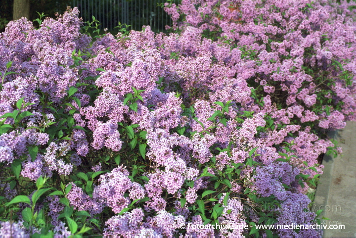 Gewöhnlicher Flieder. Syringa vulgaris
Mai 2002. Berlin. Berlin-Mitte. Tiergarten. Flora. Pflanzen. Strauch. Sträucher. Gemeiner Flieder (Syringa vulgaris)   Ölbaumgewächse (Oleaceae). Lila Blüten
Schlüsselwörter: Flieder;Flora;Natur;Oleaceae;Pflanzen;plants;Strauch;Sträucher;Syringa vulgaris;Berlin;Blüten;Ölbaumgewächse