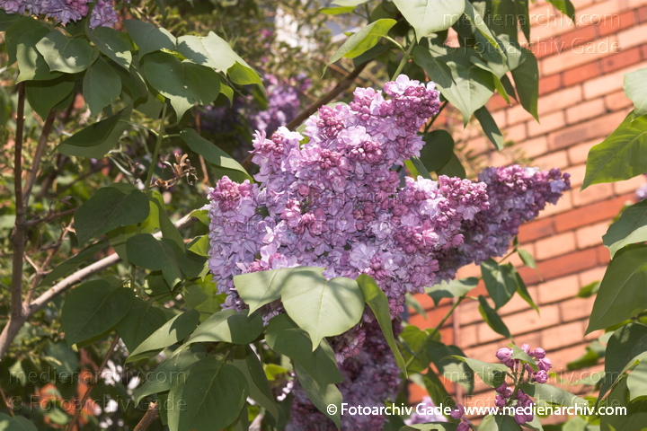Gewöhnlicher Flieder. Syringa vulgaris
1. 5. 2005.   Berlin. Flora. Pflanzen. Strauch. Sträucher. Gewöhnlicher Flieder (Syringa vulgaris).   Ölbaumgewächse (Oleaceae). Höhe: 2 bis 5 m. Blütezeit: Mai bis Juni. Violette Blüten.
Schlüsselwörter: Blüte;Flieder;Flora;Natur;Pflanzen;plants;Strauch;2005;Berlin;Sträucher