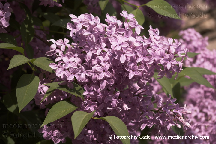Flieder (Syringa)
14. 5. 2006. Berlin. Flora. Pflanzen. Strauch. Sträucher.  Flieder (Syringa) Blüten
Schlüsselwörter: 2006;Berlin;Blume;Blumen;Blüten;Flieder;Flieder, Gemeiner;Flora;Natur;Pflanze;Pflanzen;plants;Strauch;Sträuche;Sträucher;Syringa;Ölbaumgewächse