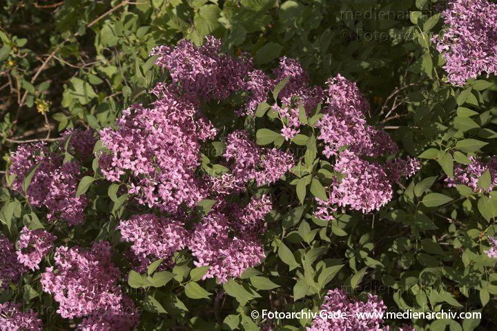 Flieder (Syringa)
14. 5. 2006. Berlin. Flora. Pflanzen. Strauch. Sträucher.  Flieder (Syringa) Blüten
Schlüsselwörter: 2006;Berlin;Blume;Blumen;Blüten;Flieder;Flieder, Gemeiner;Flora;Natur;Pflanze;Pflanzen;plants;Strauch;Sträuche;Sträucher;Syringa;Ölbaumgewächse