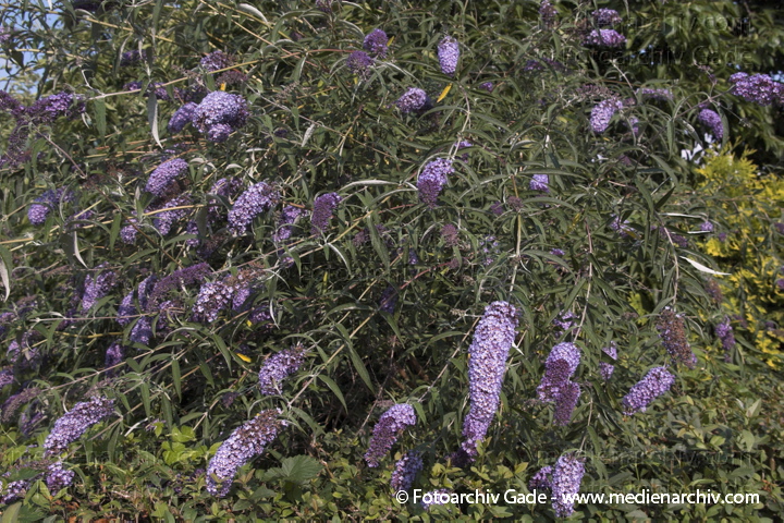 SchmetterlingsBuddleja davidii
9. 7. 2006. Berlin. Flora. Pflanzen. Schmetterlingsstrauch. Sommerflieder (Buddleja davidii).   Braunwurzgewächse (Scrophulariaceae).
Schlüsselwörter: Blüten;Flieder;Flora;Natur;Pflanzen;plants;Schmetterlingsstrauch;Sommerflieder;Strauch;2006;Berlin;Sträucher