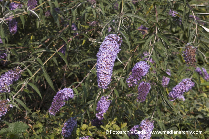 SchmetterlingsBuddleja davidii
9. 7. 2006. Berlin. Flora. Pflanzen. Schmetterlingsstrauch. Sommerflieder (Buddleja davidii).   Braunwurzgewächse (Scrophulariaceae).
Schlüsselwörter: Blüten;Flieder;Flora;Natur;Pflanzen;plants;Schmetterlingsstrauch;Sommerflieder;Strauch;2006;Berlin;Sträucher