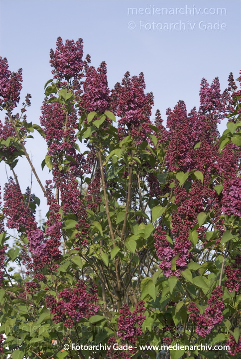 Gewöhnlicher Flieder. Syringa vulgaris
22. 4. 2007. Berlin. Flora. Pflanzen. Strauch. Sträucher. Gewöhnlicher Flieder (Syringa vulgaris).   Ölbaumgewächse (Oleaceae). Höhe: 2 bis 5 m. Blütezeit: Mai bis Juni. Violette Blüten.
Schlüsselwörter: Flieder;Flora;Frühling;Natur;Pflanzen;plants;Strauch;2007;Berlin;Sträucher