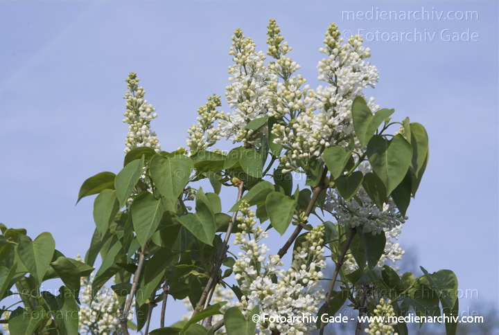 Gewöhnlicher Flieder. Syringa vulgaris
22. 4. 2007. Berlin. Flora. Pflanzen. Strauch. Sträucher. Gewöhnlicher Flieder (Syringa vulgaris).   Ölbaumgewächse (Oleaceae). Höhe: 2 bis 5 m. Blütezeit: Mai bis Juni. Weisse Blüten.
Schlüsselwörter: Blüten;Flieder;Flora;Frühling;Natur;Pflanzen;plants;Strauch;2007;Berlin;Sträucher