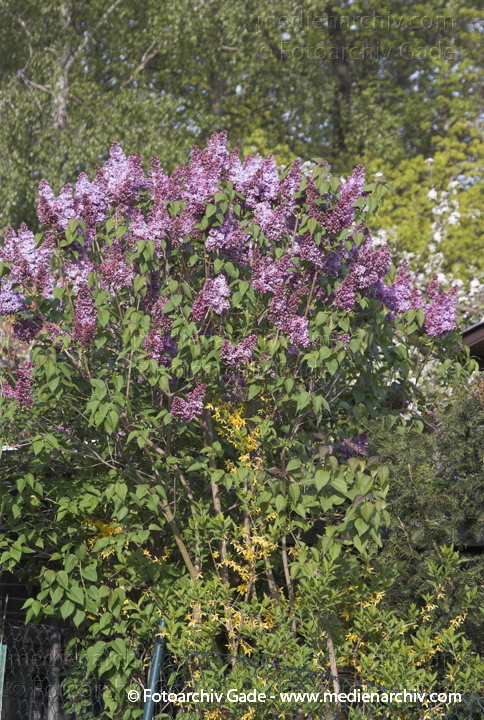 Gemeiner Flieder. Syringa vulgaris
22. 4. 2007. Berlin. Flora. Pflanzen. Strauch. Sträucher. Gemeiner Flieder (Syringa vulgaris).   Ölbaumgewächse (Oleaceae). Höhe: 2 bis 5 m. Blütezeit: Mai bis Juni. Violette Blüten.
Schlüsselwörter: Blüten;Flieder;Flora;Frühling;Natur;Pflanzen;plants;Strauch;2007;Berlin;Sträucher