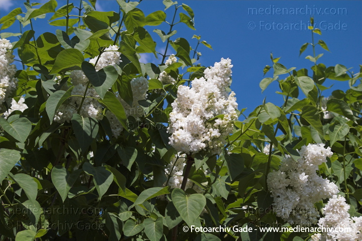 Flieder (Syringa)
12. 5. 2008. Berlin. Flora. Pflanzen. Strauch. Sträucher. Flieder Blüten.
Schlüsselwörter: 2008;Berlin;Blüten;Flieder;Flora;Natur;Pflanzen;plants;Strauch;Sträucher;Syringa