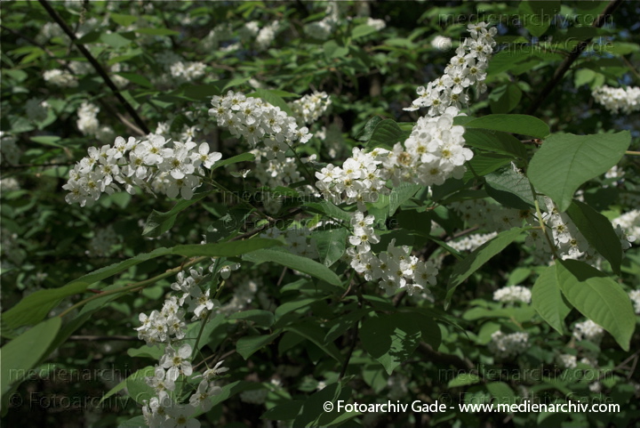   Weisser Flieder
19. 4. 2009. Berlin. Berlin-Mitte. Wedding. Flora Pflanzen. Strauch Sträucher. Weisser Flieder. Weisse Blüten. Flieder (Syringa)   Ölbaumgewächse (Oleaceae)
Schlüsselwörter: Blüten;Flieder;Flora;Natur;Pflanzen;plants;Strauch;2009;Berlin;Sträucher