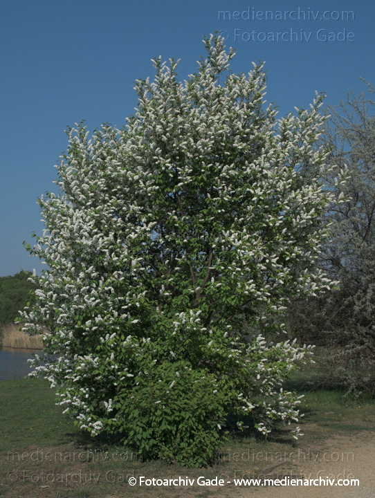 Blüten. FliederFliederbaum. Weisse Blüten.
26. 4. 2009. Brandenburg. Potsdam-Babelsberg. Flora. Pflanzen. Blüten. Fliederstrauch. Fliederbaum. Weisse Blüten.
Schlüsselwörter: Brandenburg;Flora;Natur;Pflanzen;plants;Strauch;2009;Blüten;Sträucher