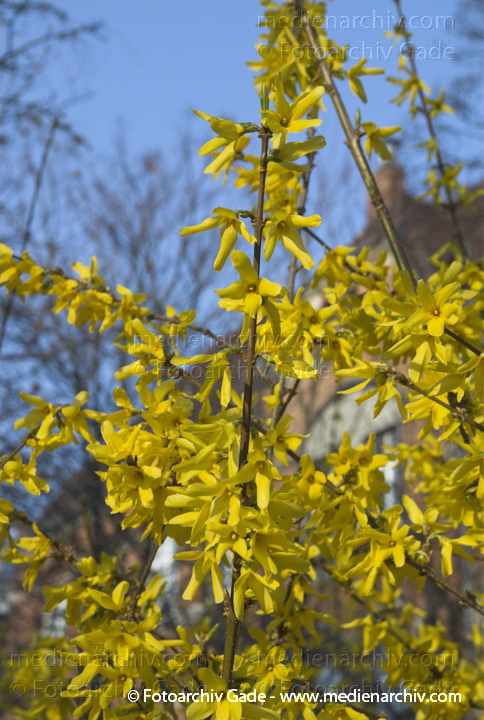 Forsythie. Forsythia × intermedis
1. 4. 2007. Berlin. Flora. Pflanzen. Frühling. Blüten. Forsythie (Forsythia × intermedia).   Ölbaumgewächse (Oleaceae).
Schlüsselwörter: Flora;Frühling;Natur;Pflanzen;plants;Strauch;2007;Blüten;Sträucher