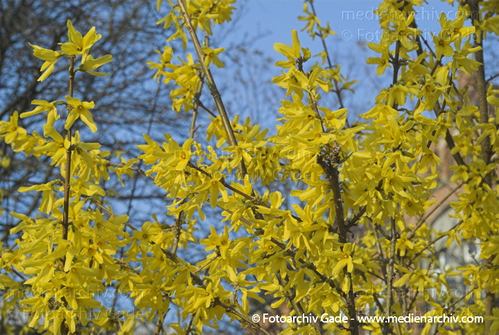 Forsythie. Forsythia × intermedis
1. 4. 2007. Berlin. Flora. Pflanzen. Frühling. Blüten. Forsythie (Forsythia × intermedia).   Ölbaumgewächse (Oleaceae).
Schlüsselwörter: Flora;Frühling;Natur;Pflanzen;plants;Strauch;2007;Blüten;Sträucher