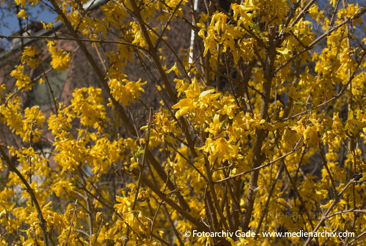  Frühling
März 2008. Berlin. Flora. Pflanzen. Frühling. Blüten.
Schlüsselwörter: Frühling;Natur;Pflanzen;plants;Strauch;2008;Flora;Sträucher