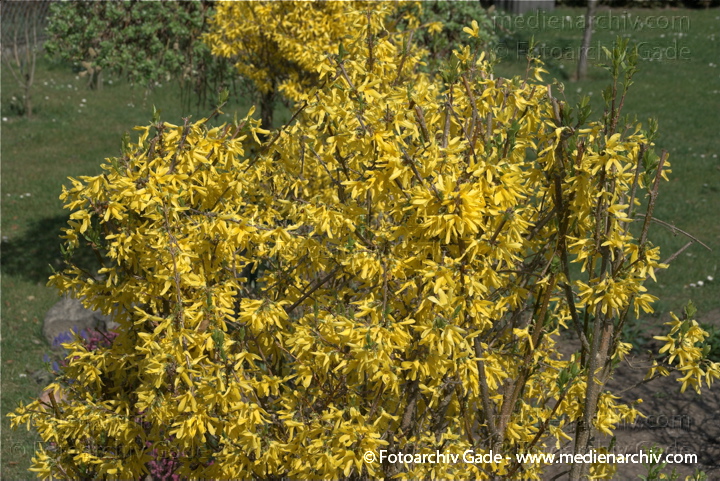 Gelbe Blüten. Forsythie. Strauch.
11. 4. 2009. Berlin. Flora. Pflanzen. Strauch. Sträucher. Forsythie (Forsythia  intermedia), auch Goldflieder oder Goldglöckchen genannt.   Ölbaumgewächse (Oleaceae). Gelbe Blüten
Schlüsselwörter: Flora;Forsythie;Frühling;Natur;Pflanzen;plants;Strauch;2009;Blüten;Sträucher