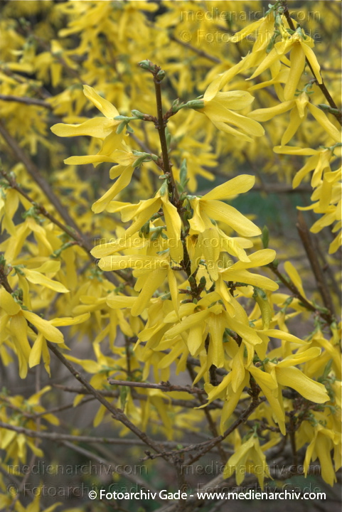 April Gelbe Blüten. Forsythie. Strauch.
11. 4. 2010. Berlin. Flora. Pflanzen. Strauch. Sträucher. Forsythie (Forsythia  intermedia), auch Goldflieder oder Goldglöckchen genannt.   Ölbaumgewächse (Oleaceae). Gelbe Blüten
Schlüsselwörter: Flora;Forsythie;Frühling;Natur;Pflanzen;plants;Strauch;2010;Blüten;Sträucher