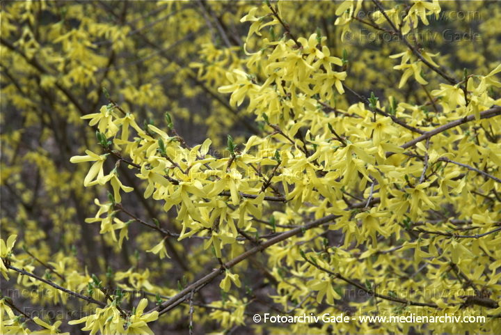 April Gelbe Blüten. Forsythie. Strauch.
11. 4. 2010. Berlin. Flora. Pflanzen. Strauch. Sträucher. Forsythie (Forsythia  intermedia), auch Goldflieder oder Goldglöckchen genannt.   Ölbaumgewächse (Oleaceae). Gelbe Blüten
Schlüsselwörter: Flora;Forsythie;Frühling;Natur;Pflanzen;plants;Strauch;2010;Blüten;Sträucher