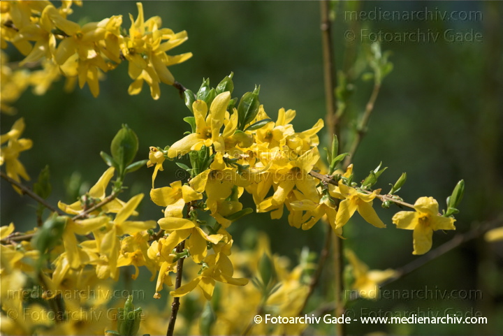Gelbe Blüten. Forsythie. Strauch.
20. 4. 2010. Berlin. Flora. Pflanzen. Strauch. Sträucher. Forsythie (Forsythia  intermedia), auch Goldflieder oder Goldglöckchen genannt.   Ölbaumgewächse (Oleaceae). Gelbe Blüten
Schlüsselwörter: Flora;Forsythie;Frühling;Natur;Pflanzen;plants;Strauch;2010;Blüten;Sträucher