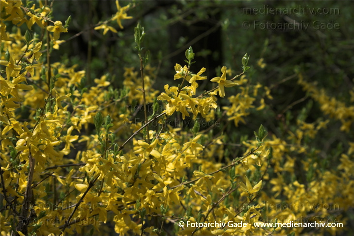 Gelbe Blüten. Forsythie. Strauch.
20. 4. 2010. Berlin. Flora. Pflanzen. Strauch. Sträucher. Forsythie (Forsythia  intermedia), auch Goldflieder oder Goldglöckchen genannt.   Ölbaumgewächse (Oleaceae). Gelbe Blüten
Schlüsselwörter: Flora;Forsythie;Frühling;Natur;Pflanzen;plants;Strauch;2010;Blüten;Sträucher
