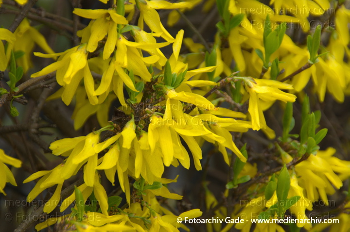 Strauch. Forsythien (Forsythia) gelbe Blüten
28.  3. 2014. Berlin. Flora. Pflanzen. Strauch. Forsythien (Forsythia) gelbe Blüten
Schlüsselwörter: 2014;Berlin;Blüte;Flora;Forsythia;Forsythien;Germany;Pflanzen;Strauch