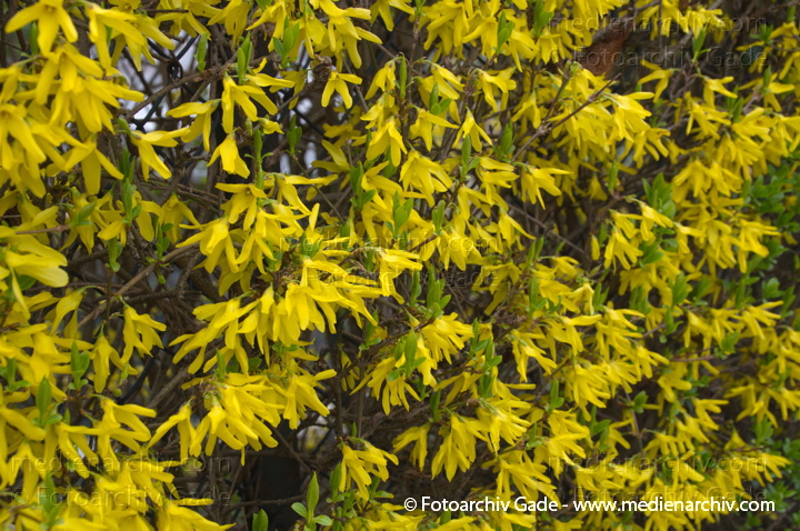Strauch. Forsythien (Forsythia) gelbe Blüten
28.  3. 2014. Berlin. Flora. Pflanzen. Strauch. Forsythien (Forsythia) gelbe Blüten
Schlüsselwörter: 2014;Berlin;Blüte;Flora;Forsythia;Forsythien;Germany;Pflanzen;Strauch