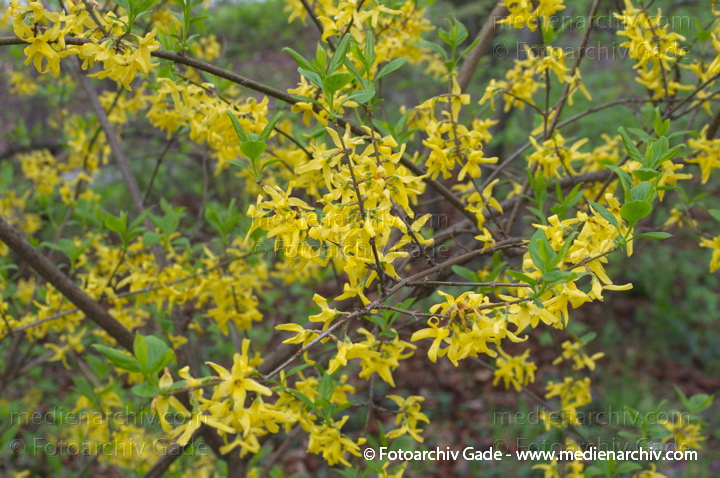 Forsythie (Forsythia × intermedia) auch Garten-Forsythie, Goldflieder oder Goldglöckchen
4. 4. 2014. Berlin. Flora. Pflanzen. Strauch. Sträucher. Blühende Forsythie (Forsythia × intermedia) auch Garten-Forsythie, Goldflieder oder Goldglöckchen. Gelbe Blüten
Schlüsselwörter: 2014;Berlin;Blüte;Flora;Forsythia × intermedia;Forsythie;Garten-Forsythie;Goldflieder;Pflanzen;Strauch;Sträucher