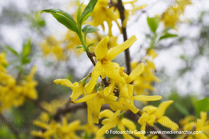 Forsythie (Forsythia × intermedia) auch Garten-Forsythie, Goldflieder oder Goldglöckchen
4. 4. 2014. Berlin. Flora. Pflanzen. Strauch. Sträucher. Blühende Forsythie (Forsythia × intermedia) auch Garten-Forsythie, Goldflieder oder Goldglöckchen. Gelbe Blüten
Schlüsselwörter: 2014;Berlin;Blüte;Flora;Forsythia × intermedia;Forsythie;Garten-Forsythie;Goldflieder;Pflanzen;Strauch;Sträucher