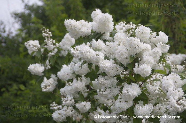  Gefüllter Sternchenstrauch mit weißen Blüten
8. 6. 2013. Brandenburg. Ketzin. Flora. Pflanzen. 
Gefüllter Sternchenstrauch. Deutzia scabra Plena. Weiße Blüten
Schlüsselwörter: Brandenburg;deutzia scabra plena;Flora;Gefüllter Sternchenstrauch;Ketzin;Pflanzen;plants;2013;Blüten;Strauch