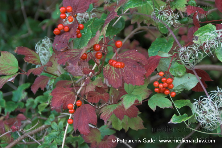 Gewöhnlicher Schneeball. Viburnum opulus
2009. Mecklenburg-Vorpommern. Insel Rügen. Gewöhnlicher Schneeball. Viburnum opulus.
Schlüsselwörter: 2009;Flora;Gewöhnlicher Schneeball;Insel;Mecklenburg-Vorpommern;Natur;Pflanzen;plants;Rügen;Strauch;Sträucher;trauch;Viburnum opulus