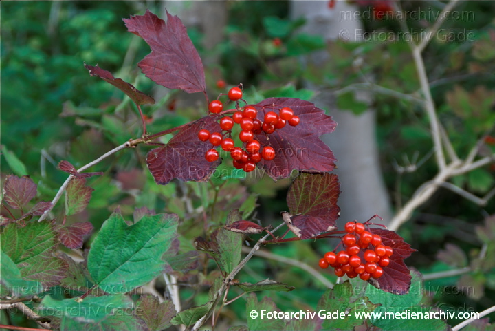Gewöhnlicher Schneeball.Viburnum opulus.
2009. Mecklenburg-Vorpommern. Insel Rügen. Gewöhnlicher Schneeball. Viburnum opulus.
Schlüsselwörter: 2009;Flora;Gewöhnlicher Schneeball;Insel Rügen;Mecklenburg-Vorpommern;Natur;Pflanzen;plants;Strauch;Sträucher;Viburnum opulus