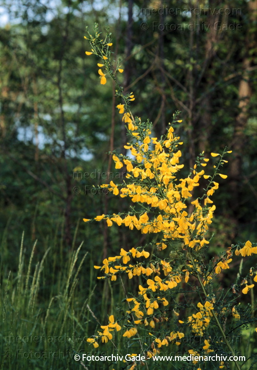 Juni 1999.  Mecklenburg-Vorpommern. Flora. Pflanzen. Strauch. Sträucher. Ginsterstrauch.
Schlüsselwörter: Flora;Ginster;Natur;Pflanzen;plants;Strauch;1999;Deutschland;Sträucher