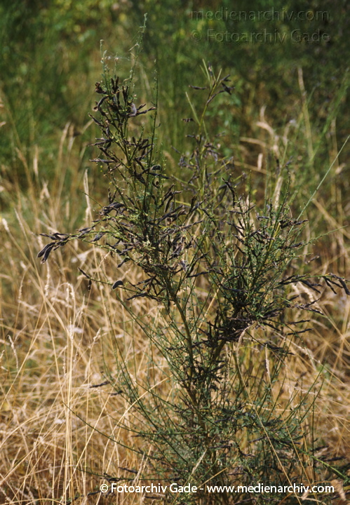 August 1999.  Mecklenburg-Vorpommern. Flora. Pflanzen.
Schlüsselwörter: Flora;Natur;Pflanzen;plants;Strauch;1999;Deutschland;Sträucher