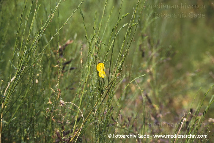 Blühender Ginster (Genista) Strauch
August 1999.  Mecklenburg-Vorpommern. Flora. Pflanzen. Strauch. Sträucher. Ginsterbusch. Ginster (Genista)
Schlüsselwörter: 1999;Besenginster;Cytisus scoparius;Deutschland;Flora;Genista;Ginster;Natur;Pflanzen;plants;Strauch;Sträucher